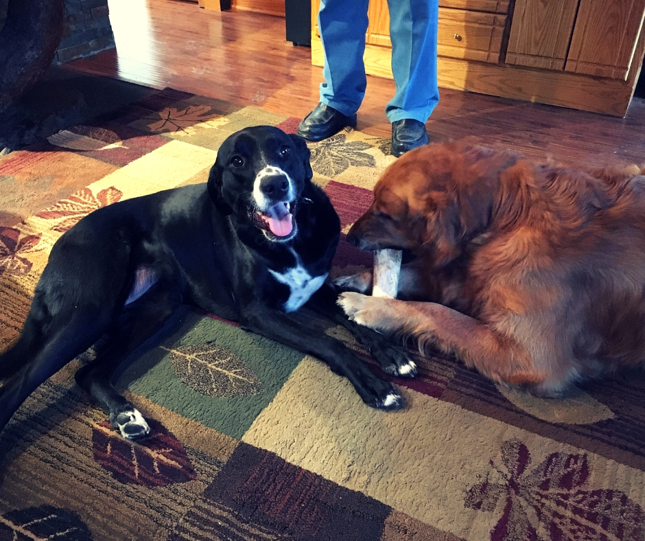 Roxy and Yoshi playing with a bone